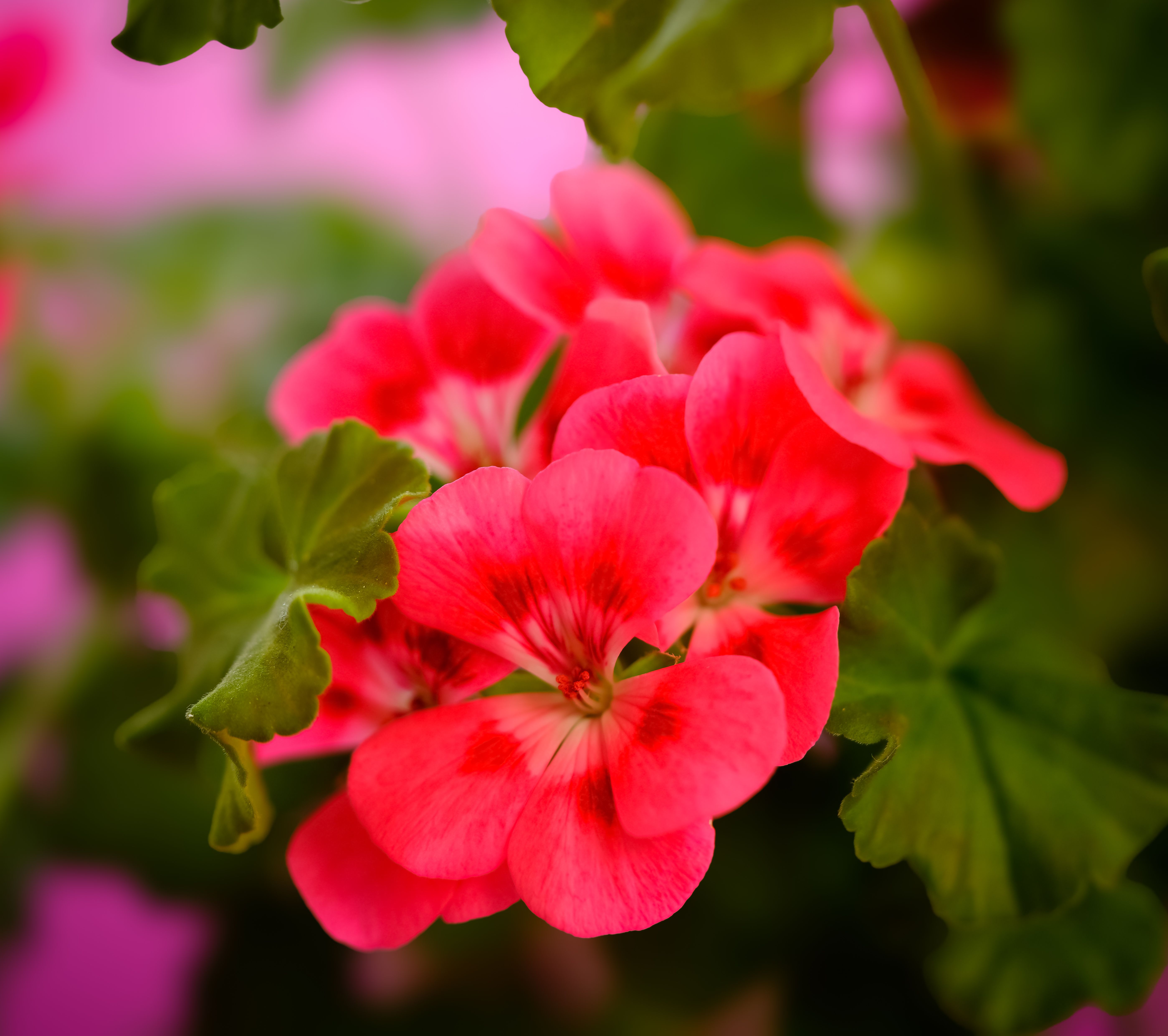 Fleurs De Géranium Rose Vif En Fleurs