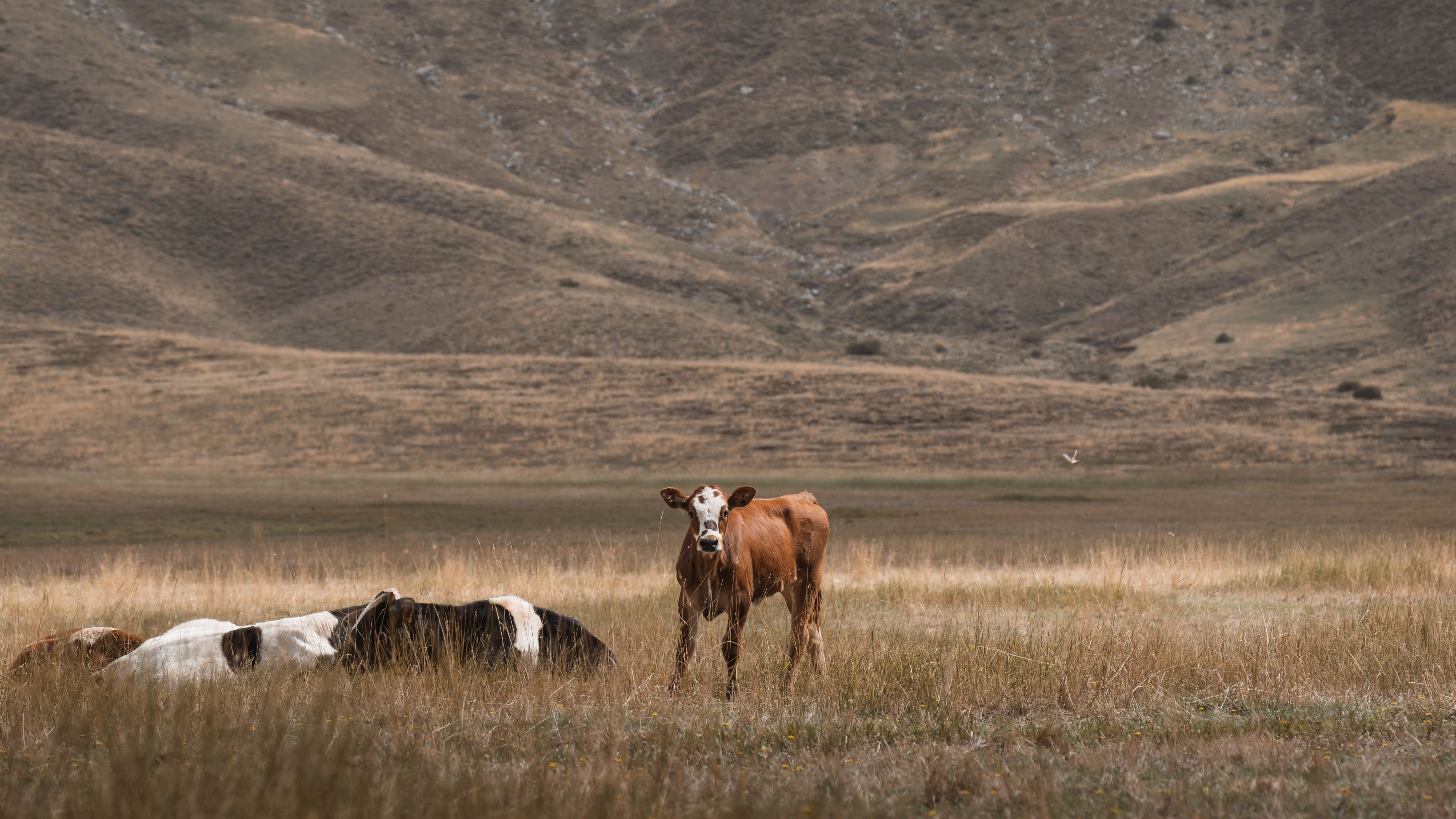 Tranquil Pastoral Scene with Grazing Cattle · Free Stock Photo