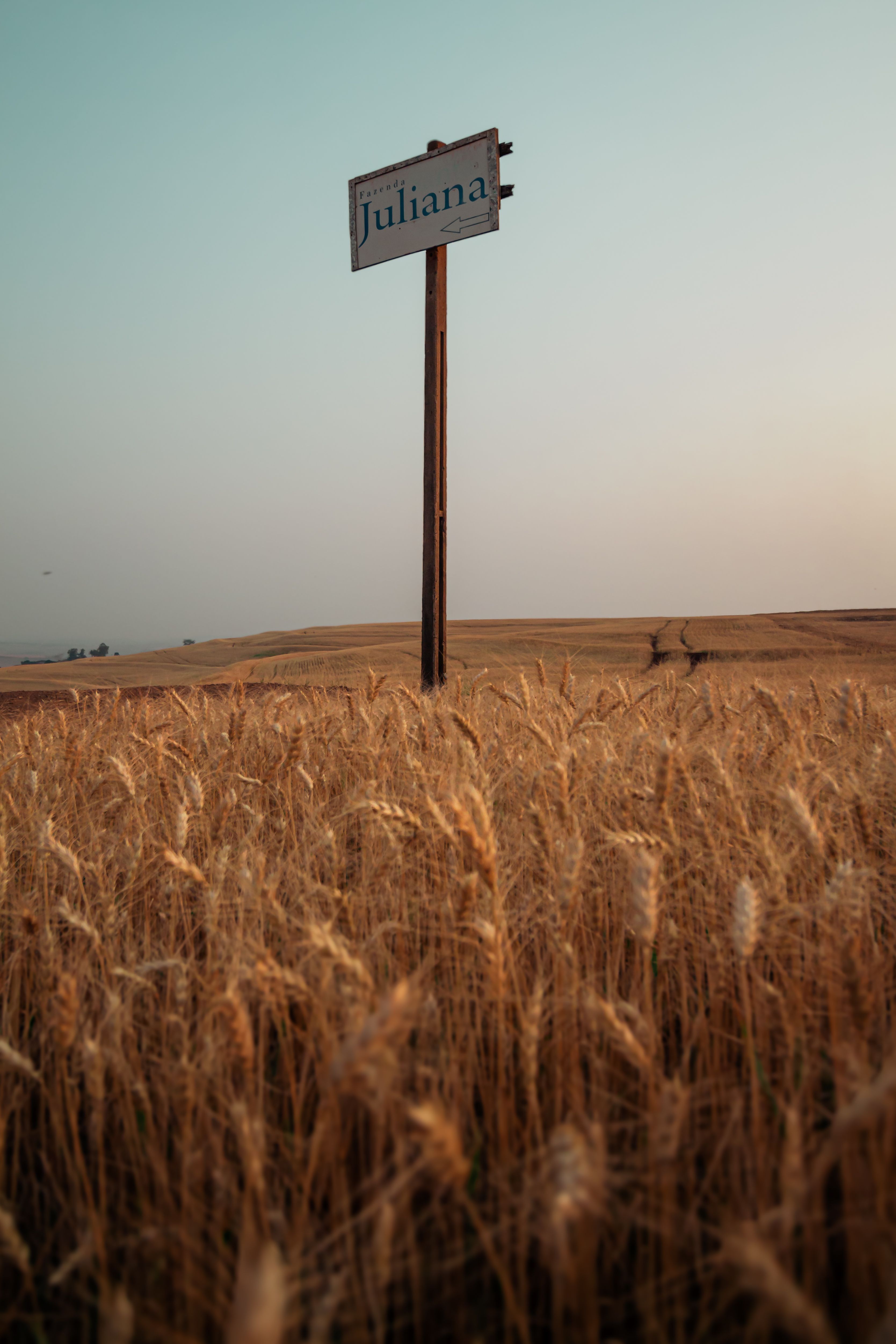 Golden wheat field with a signpost and serene sunset sky in the background.