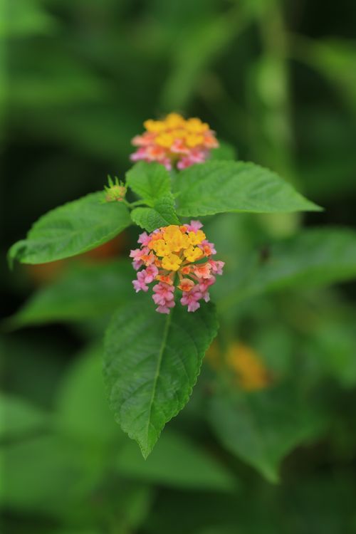 Free Close-up of colorful Lantana flowers with blurred green background, capturing nature's beauty. Stock Photo