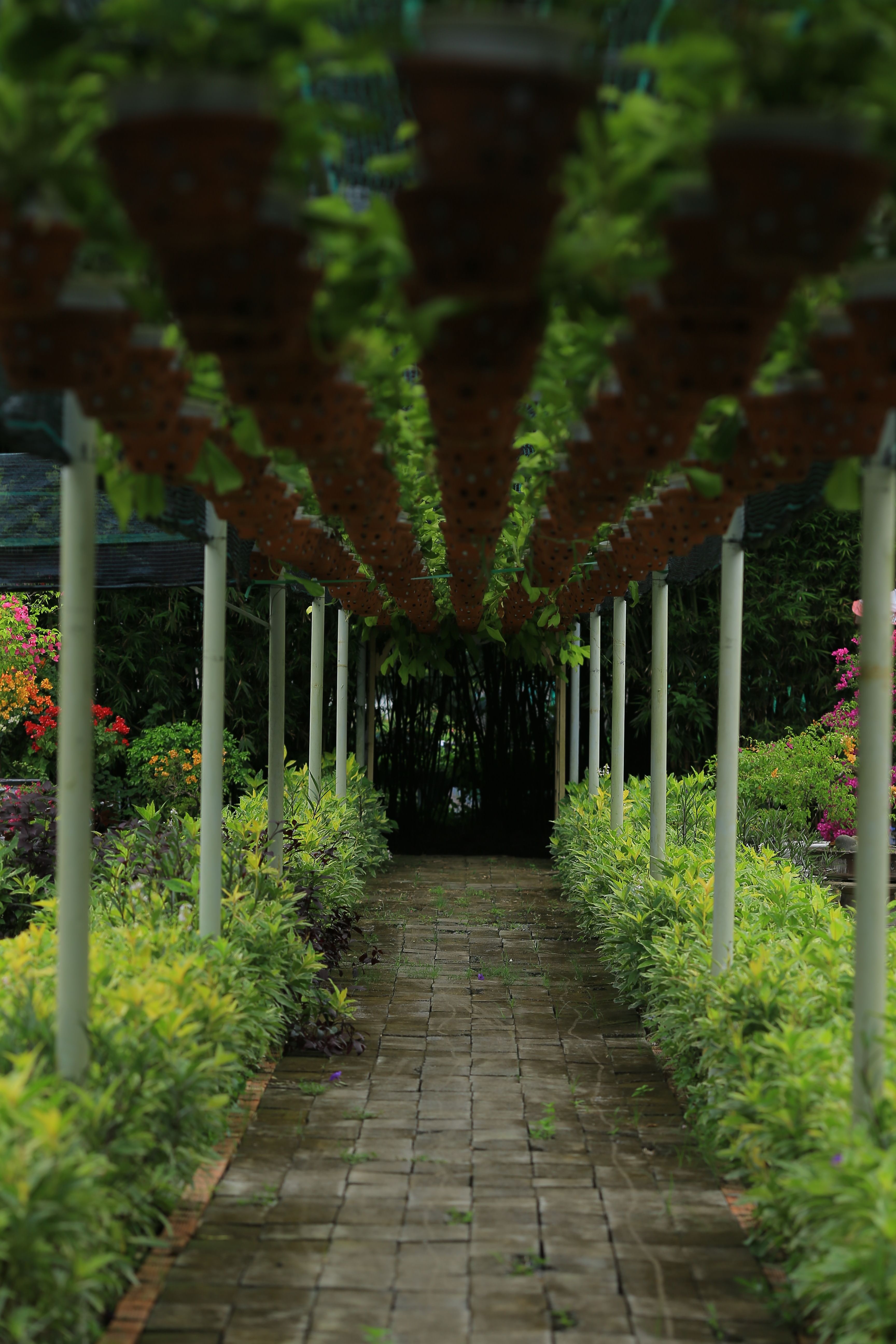 Explore a serene greenhouse pathway lined with vibrant plants and hanging greenery.