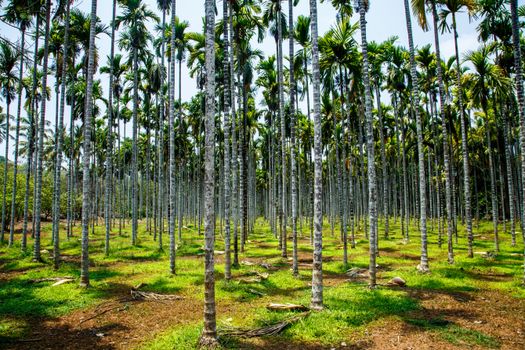 Lush Areca Palm Grove in Old Goa, India