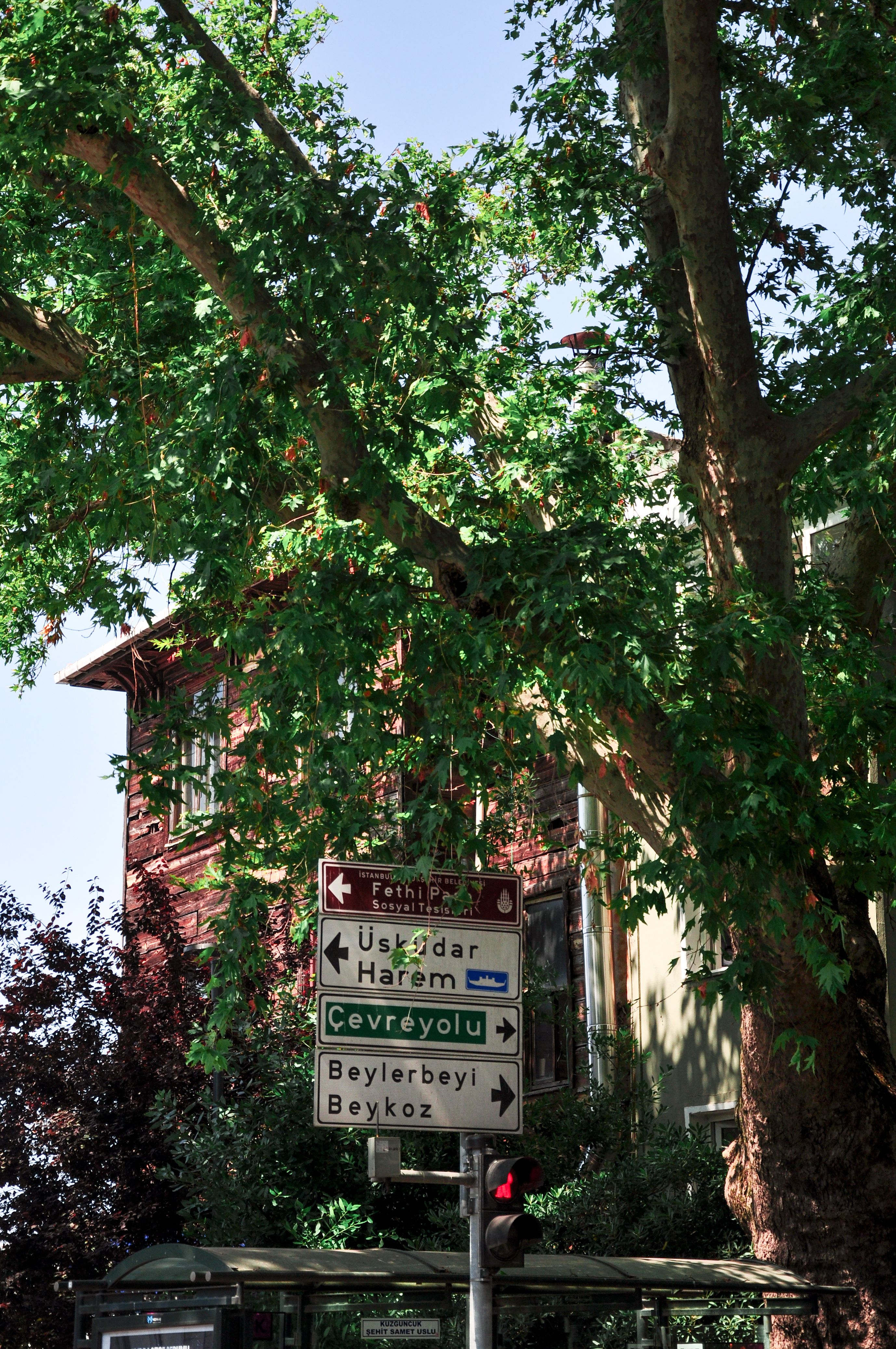 Street signs pointing to various locations under a tree in Istanbul.