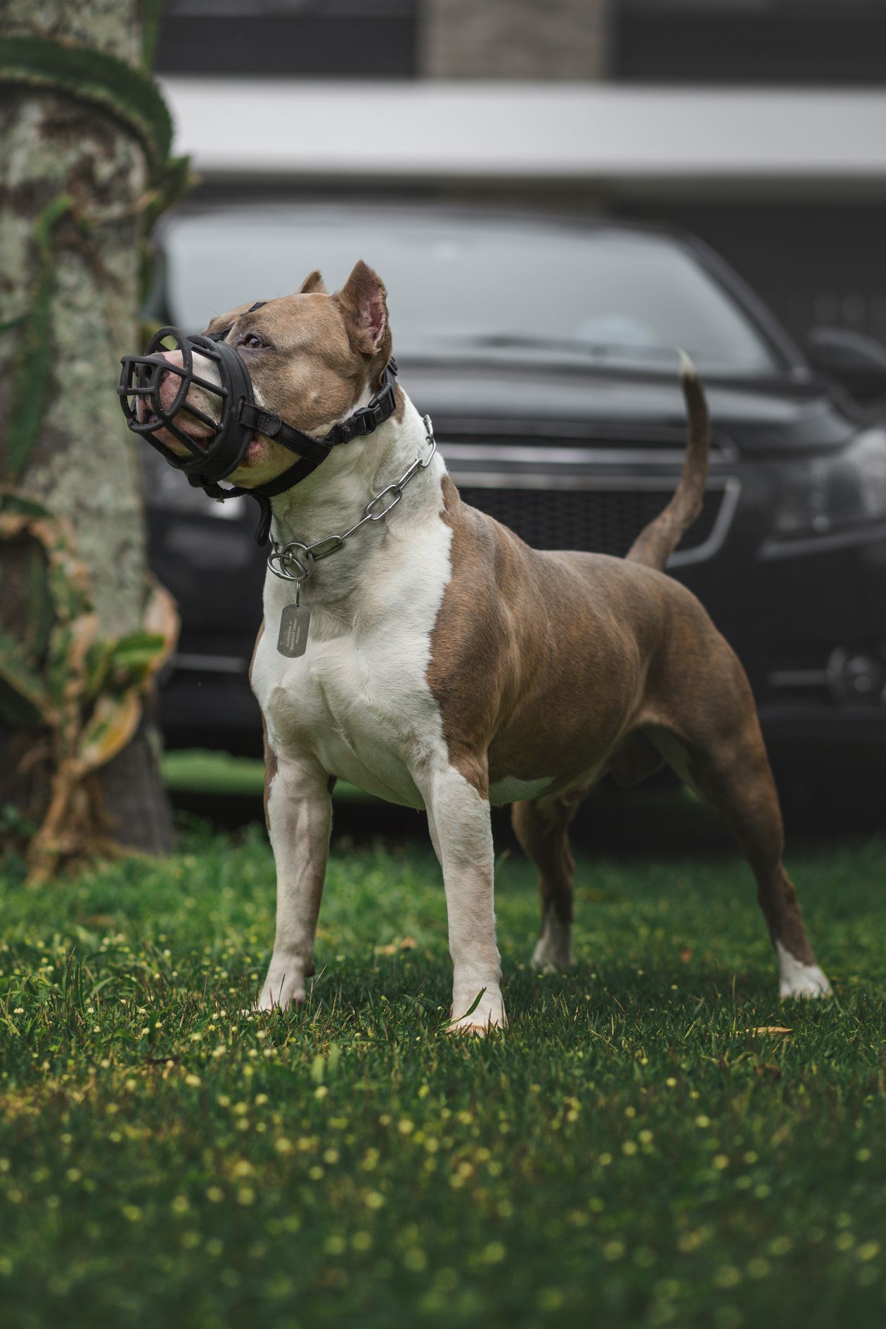 American Staffordshire Terrier com açaimo num jardim