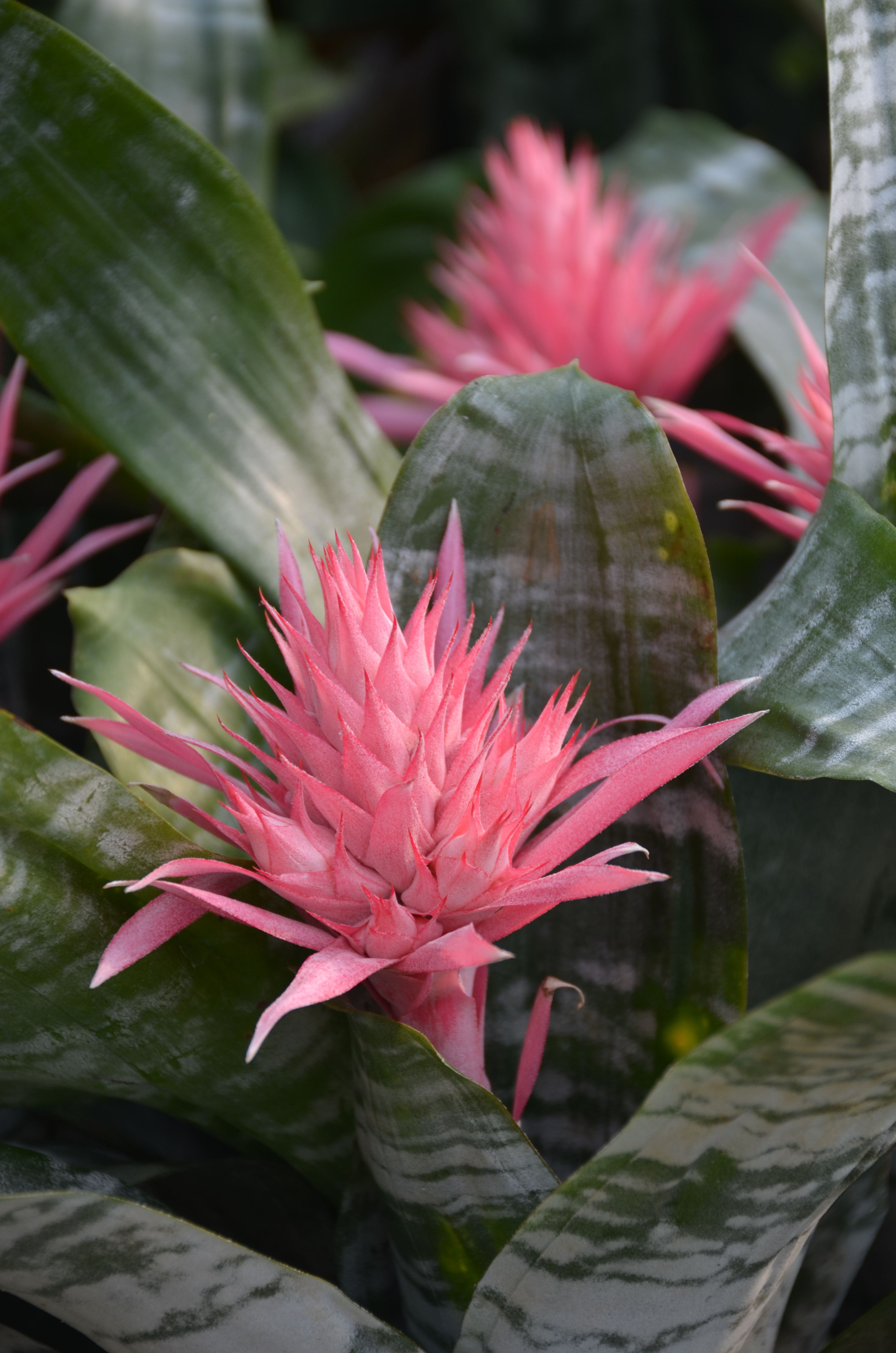 Lila Und Rote Bromelienblte In Voller Blte  Kostenloses Stock-Foto