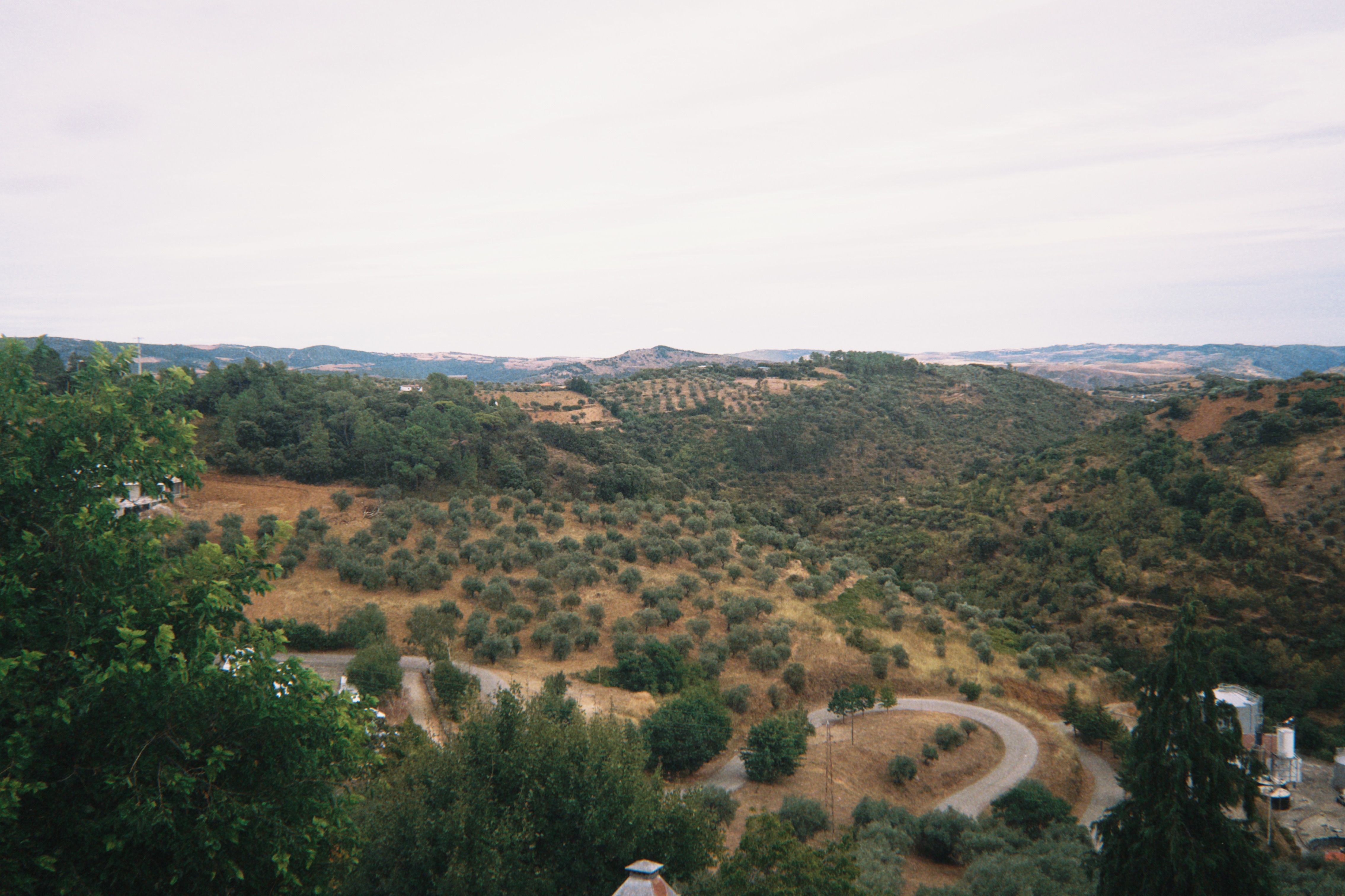 Sweeping view of rolling hills with olive trees in a Mediterranean climate.
