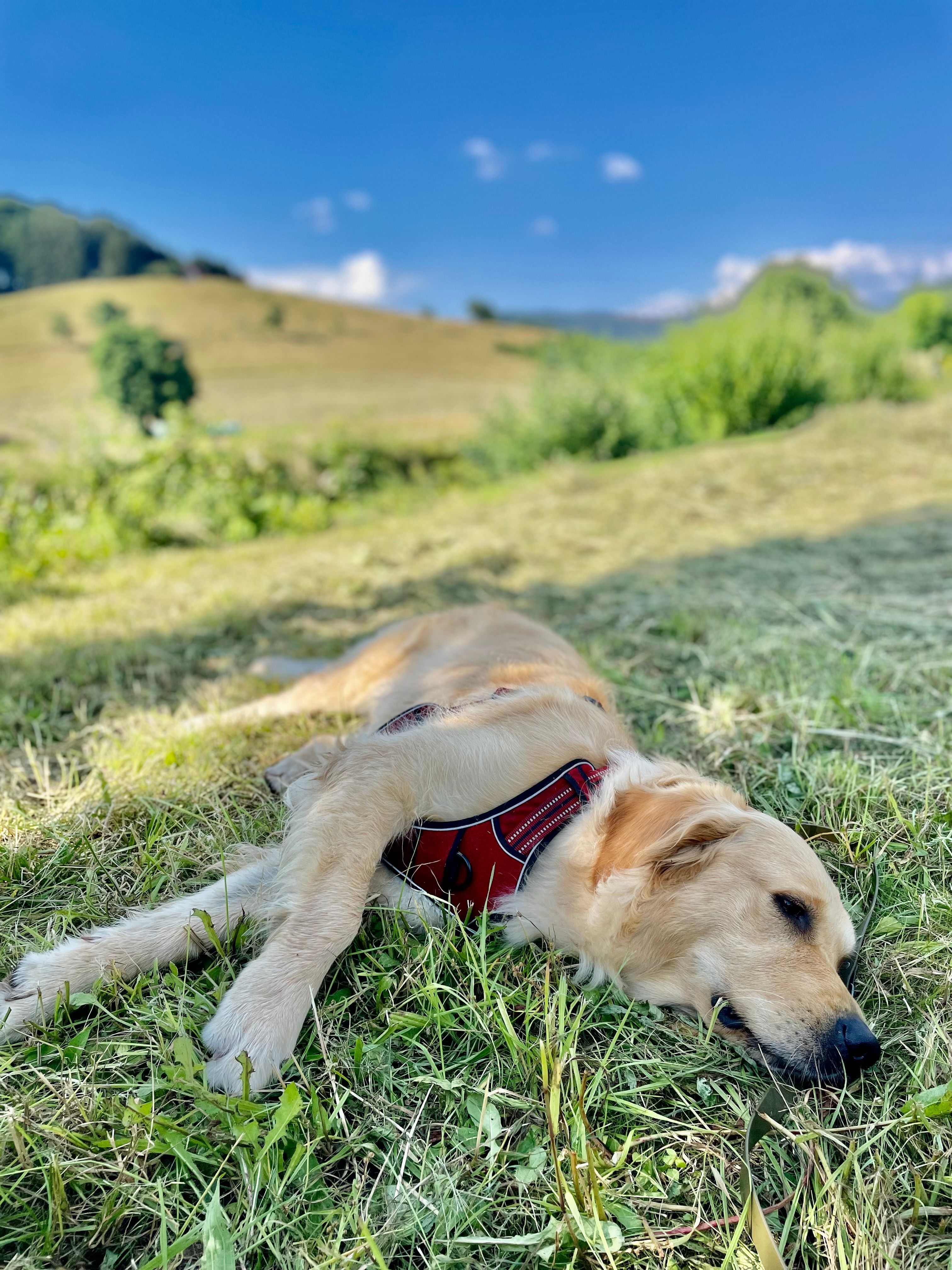 Golden Retriever Relaxing in Sunny German Countryside · Free Stock Photo