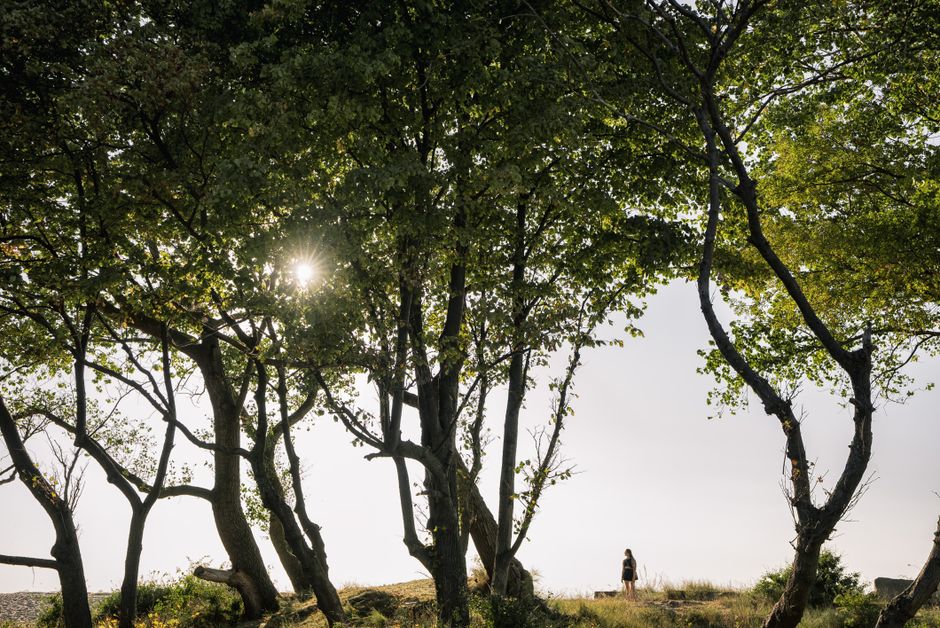 Peaceful forest scene with sunlight filtering through trees and a lone woman in the distance.