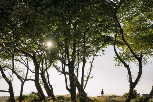 Free Peaceful forest scene with sunlight filtering through trees and a lone woman in the distance. Stock Photo
