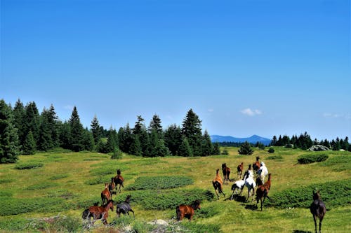 Kuda Berlari Di Lapangan Rumput Menuju Pohon