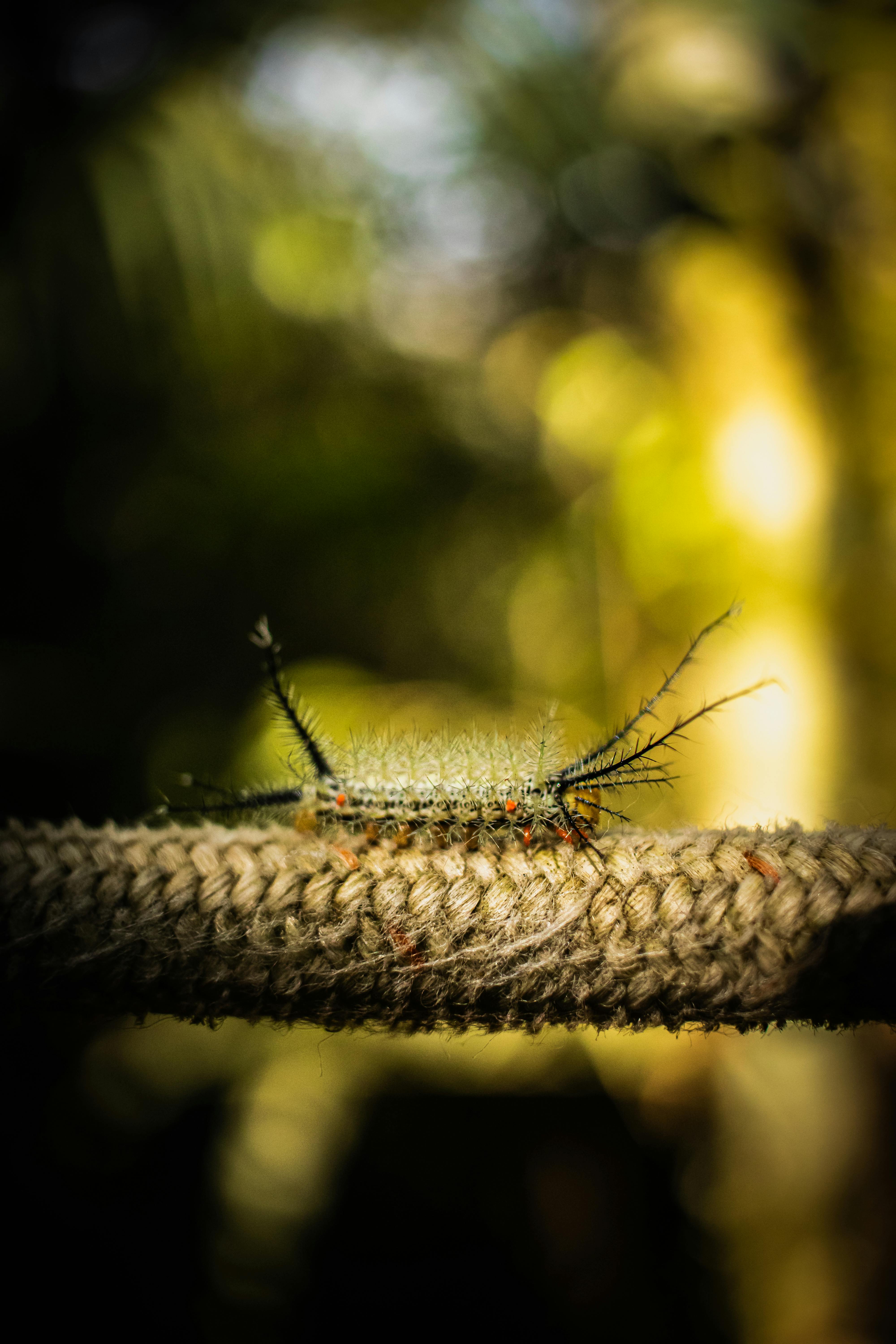 Detailed macro shot of an exotic caterpillar with vibrant colors on a textured rope.