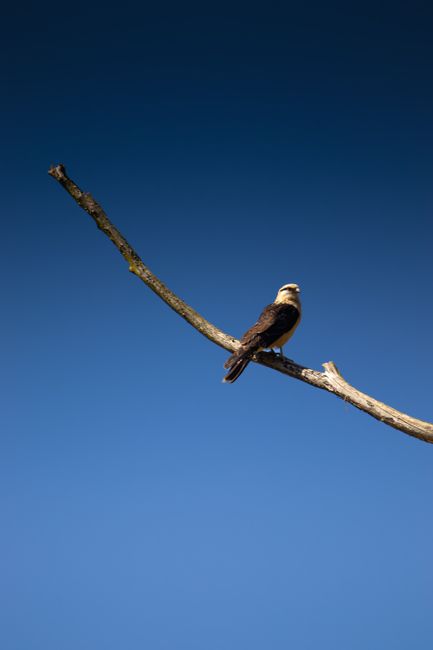 A bird perched calmly on a barren tree branch with a deep blue sky backdrop, showcasing nature's serenity.