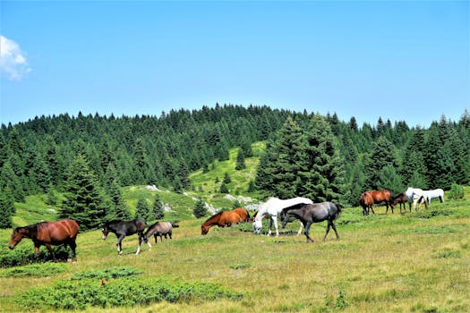 图为土耳其的盖雷德，一群马在森林环绕的郁郁葱葱的牧场上吃草