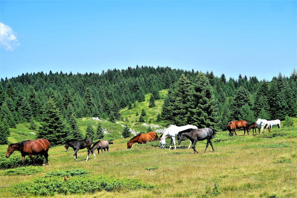 Herd of Horse Grazing On Grassland