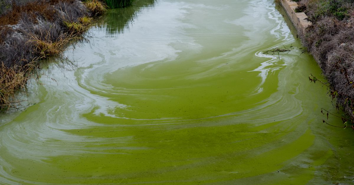 Algae Photo Vivid Green Algae Bloom in Natural Waterway · Free Stock Photo