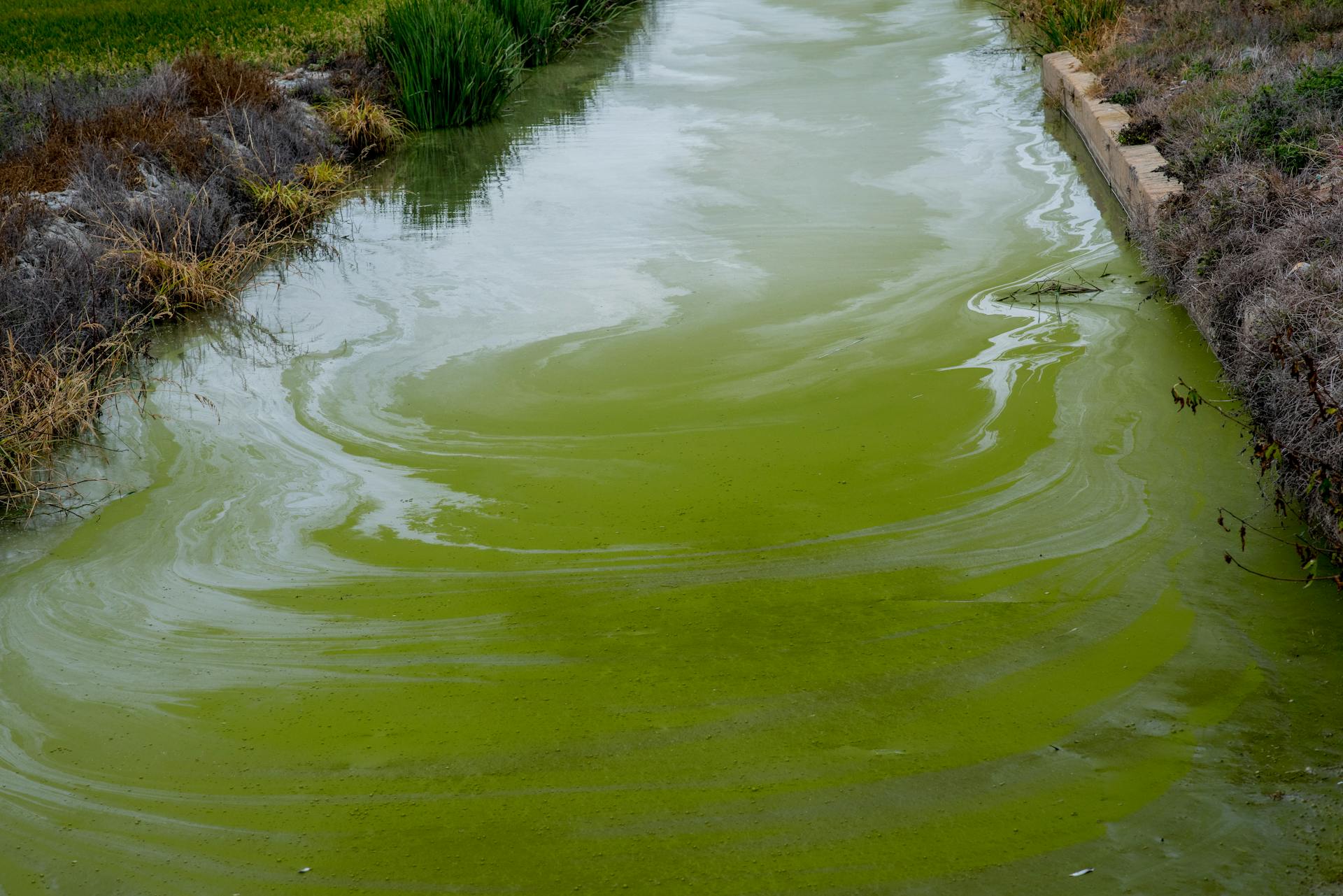 Vivid Green Algae Bloom in Natural Waterway