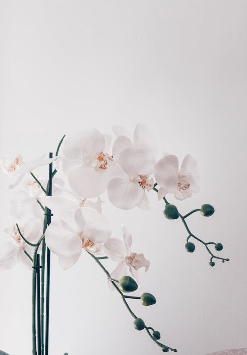Ingyenes stockfotó fehér háttér, függőleges lövés, orchideák témában