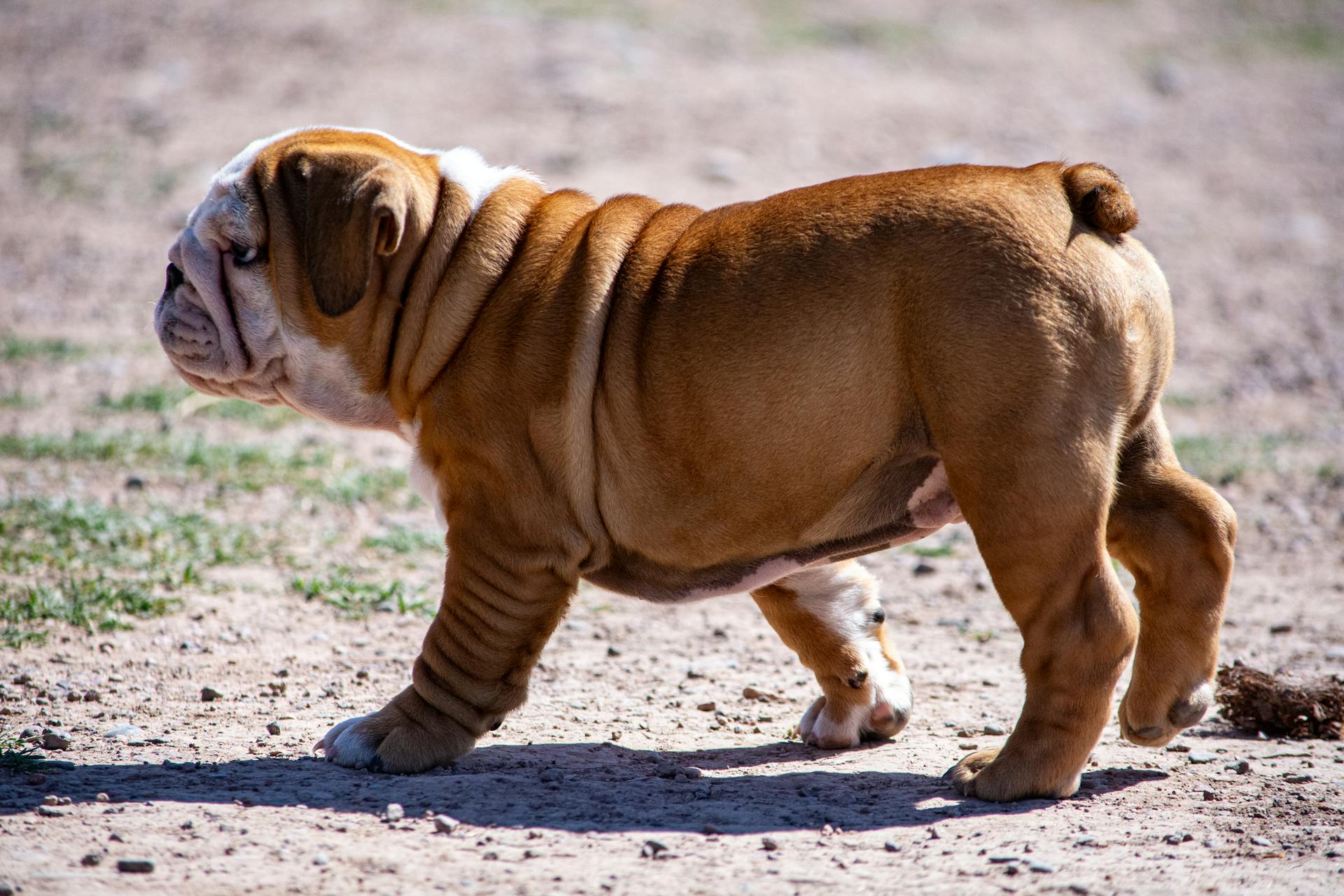 Een schattige Engelse Bulldog-puppy die buiten wandelt