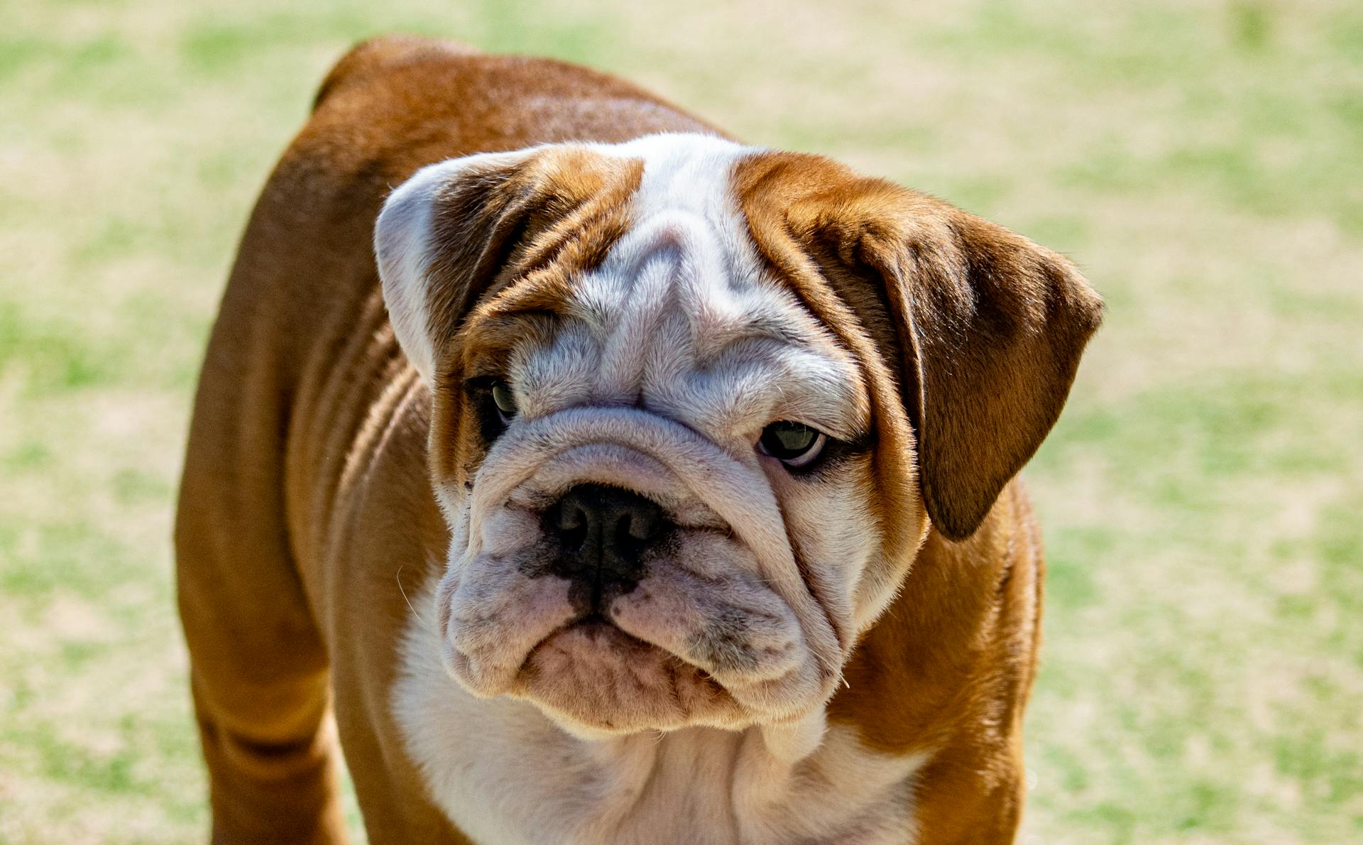 En gros plan, un adorable chiot de Bulldog anglais en plein air