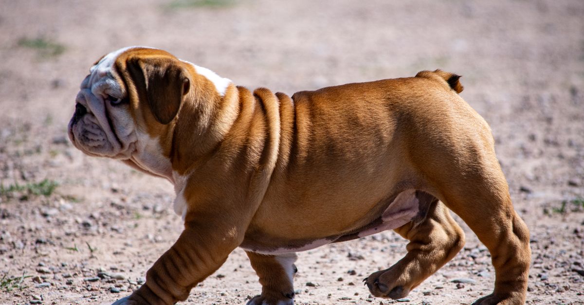 English Bulldog