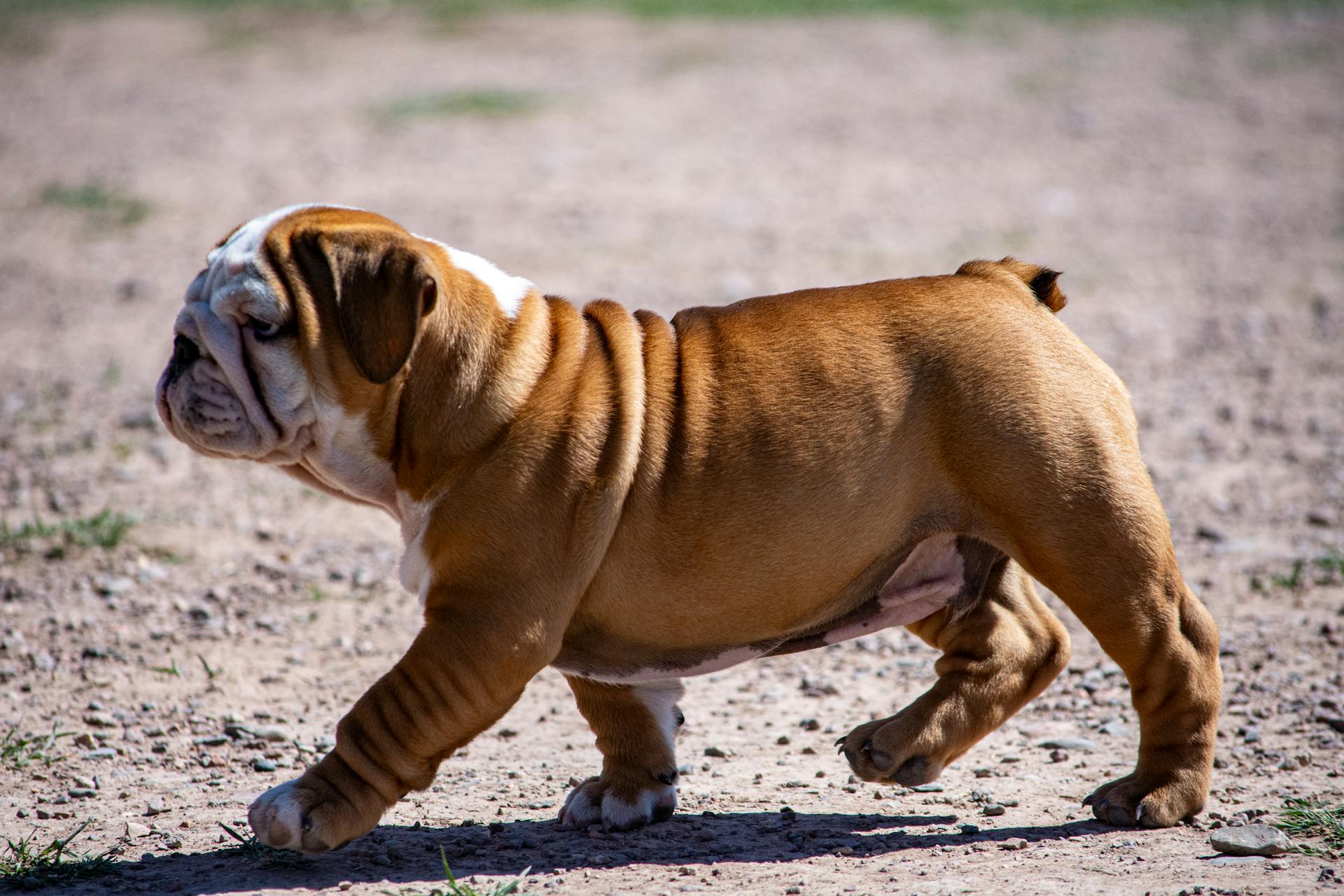 En söt engelsk bulldoggvalp som promenerar på en solig dag