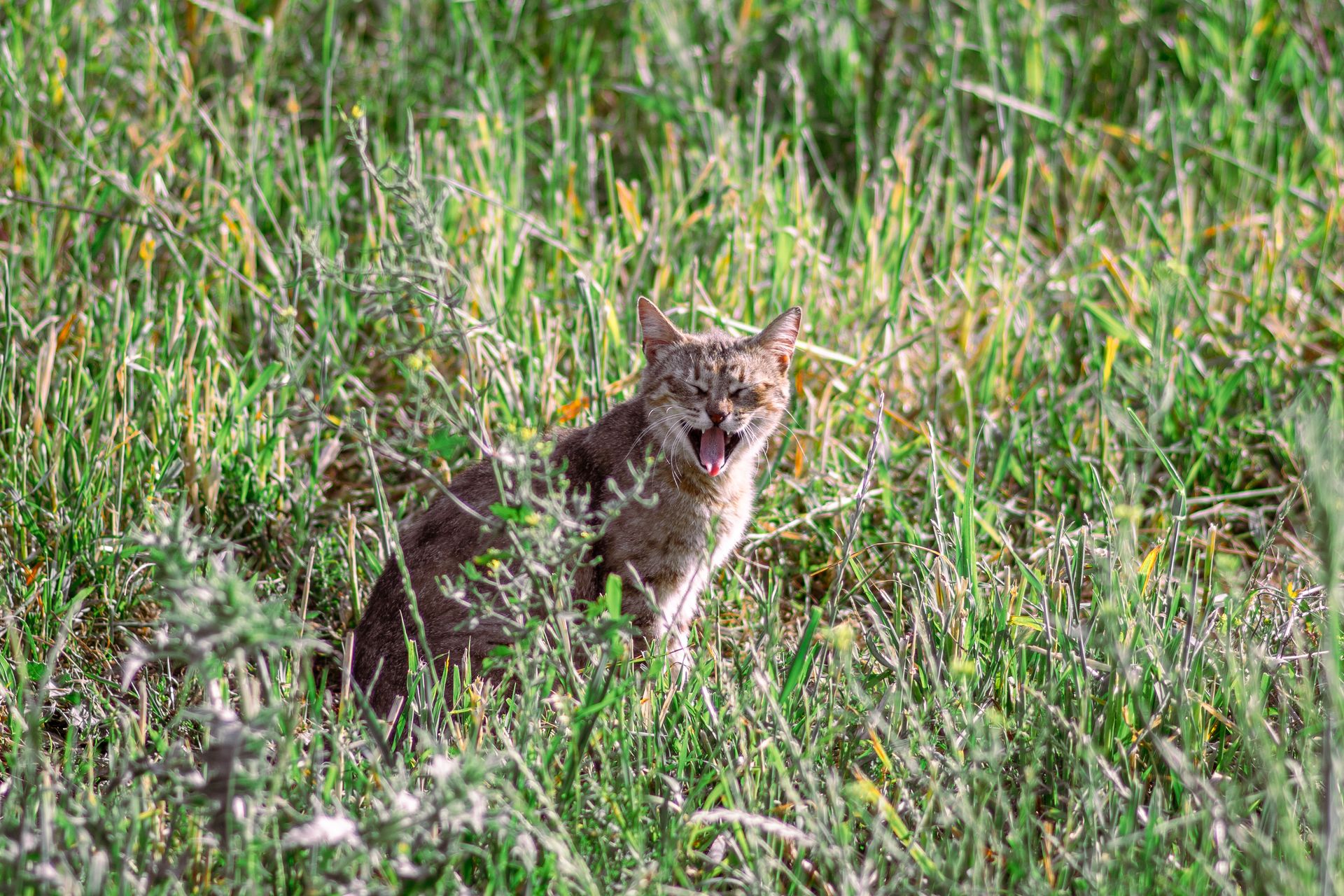A wild cat yawning in a vibrant green field in Jendouba, Tunisia during a sunny day.
