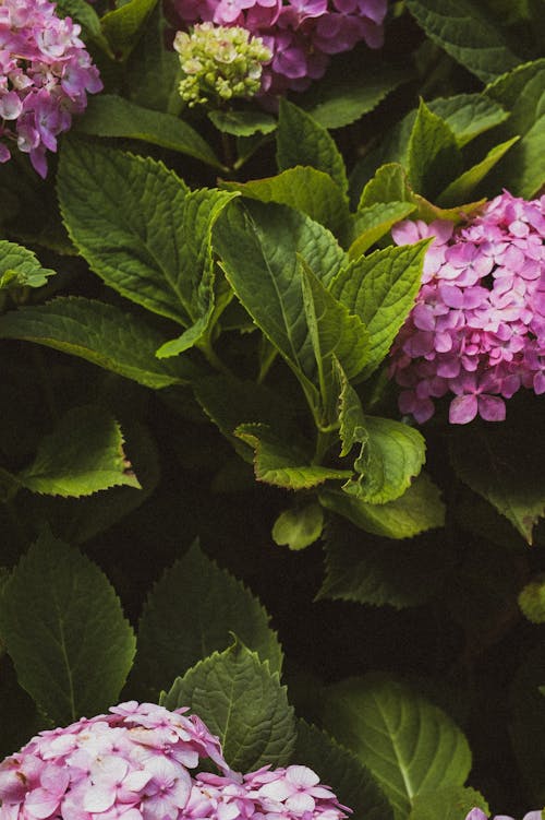 Fotografi Closeup Bunga Ungu Dengan Daun Hijau