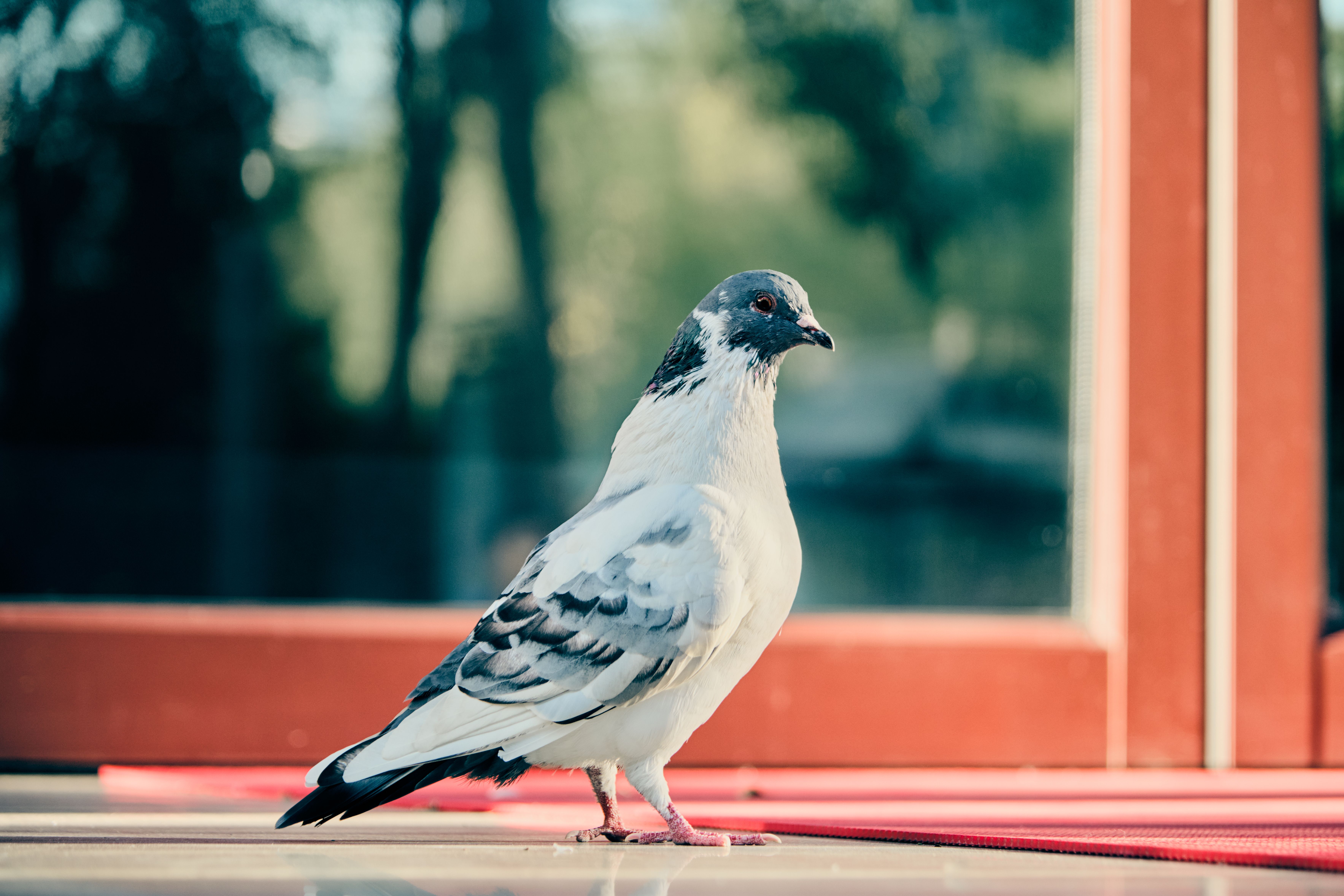 A detailed photograph of a pigeon standing near a window with a blurred background.