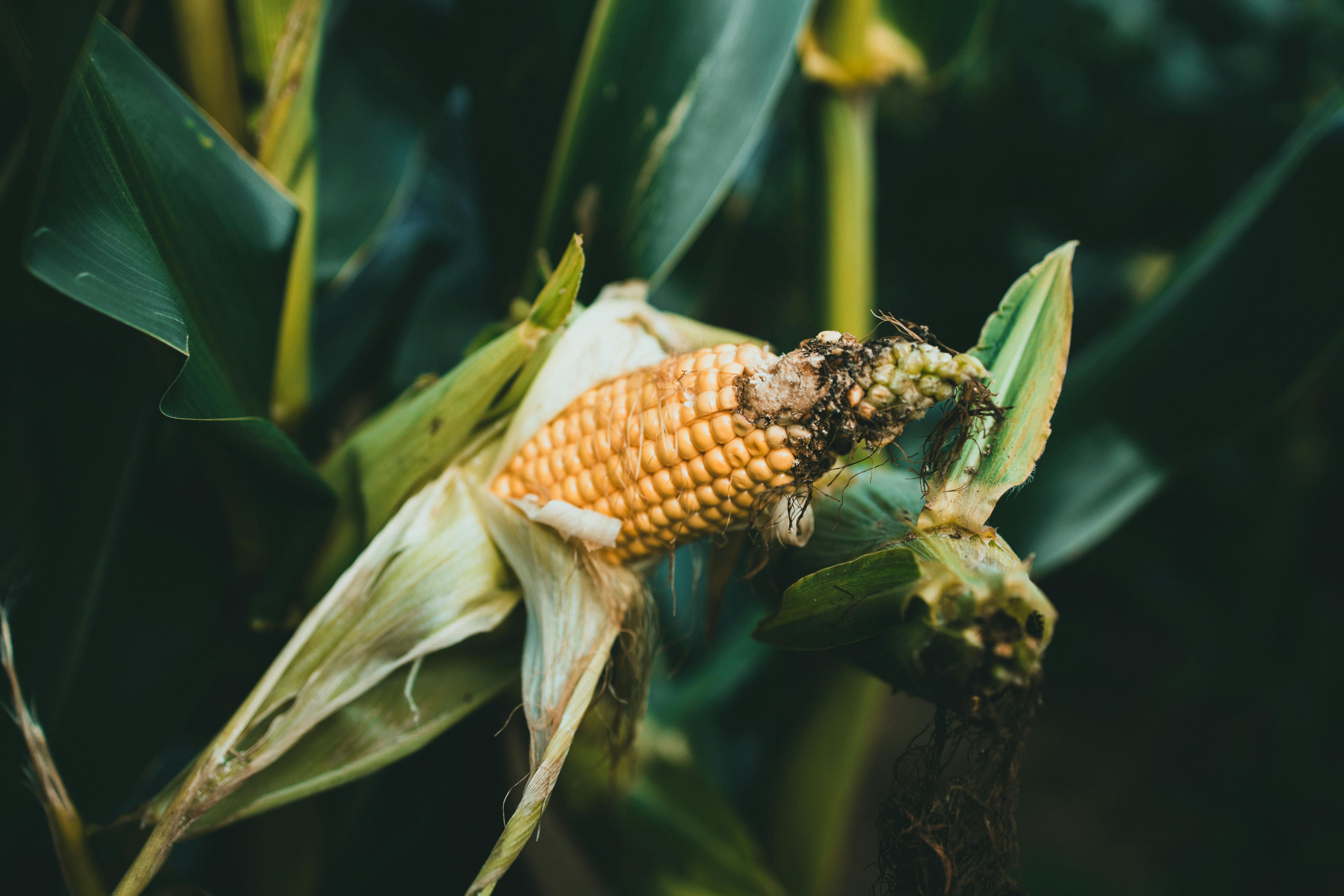 Kostenlos Nahaufnahme Von Reifen Maiskolben Im Feld Stock-Foto
