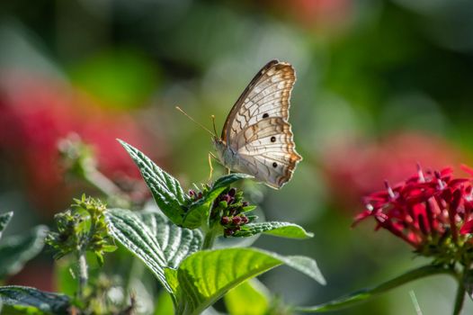Delicate Butterfly on Bright Botanical Bloom