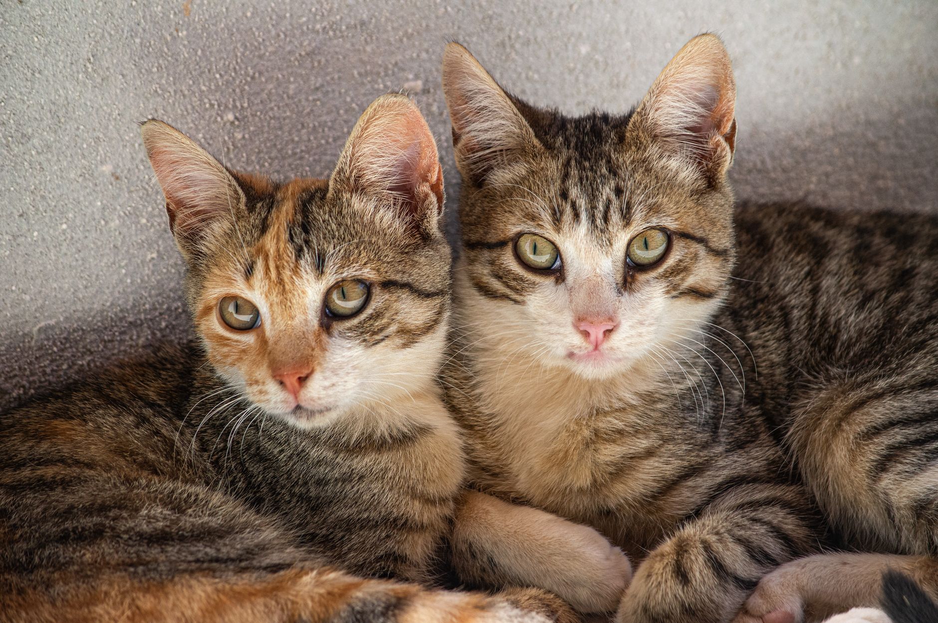 Veterinary care for a pet