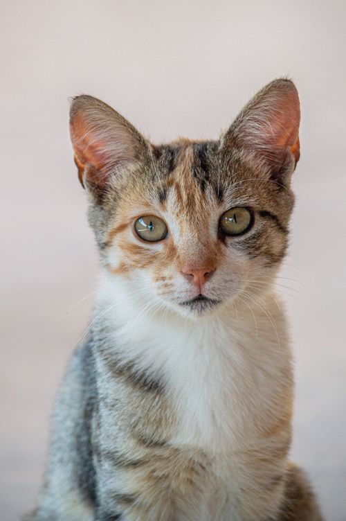 Free Close-up of a young calico cat gazing curiously at the camera in soft lighting. Stock Photo