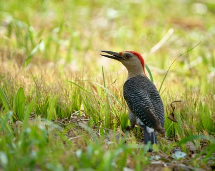 A vibrant woodpecker with red plumage spotted amongst lush greenery in Mérida, Mexico.
