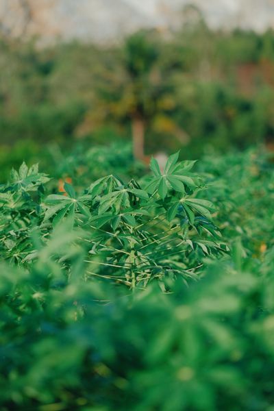 Cassava & pantry