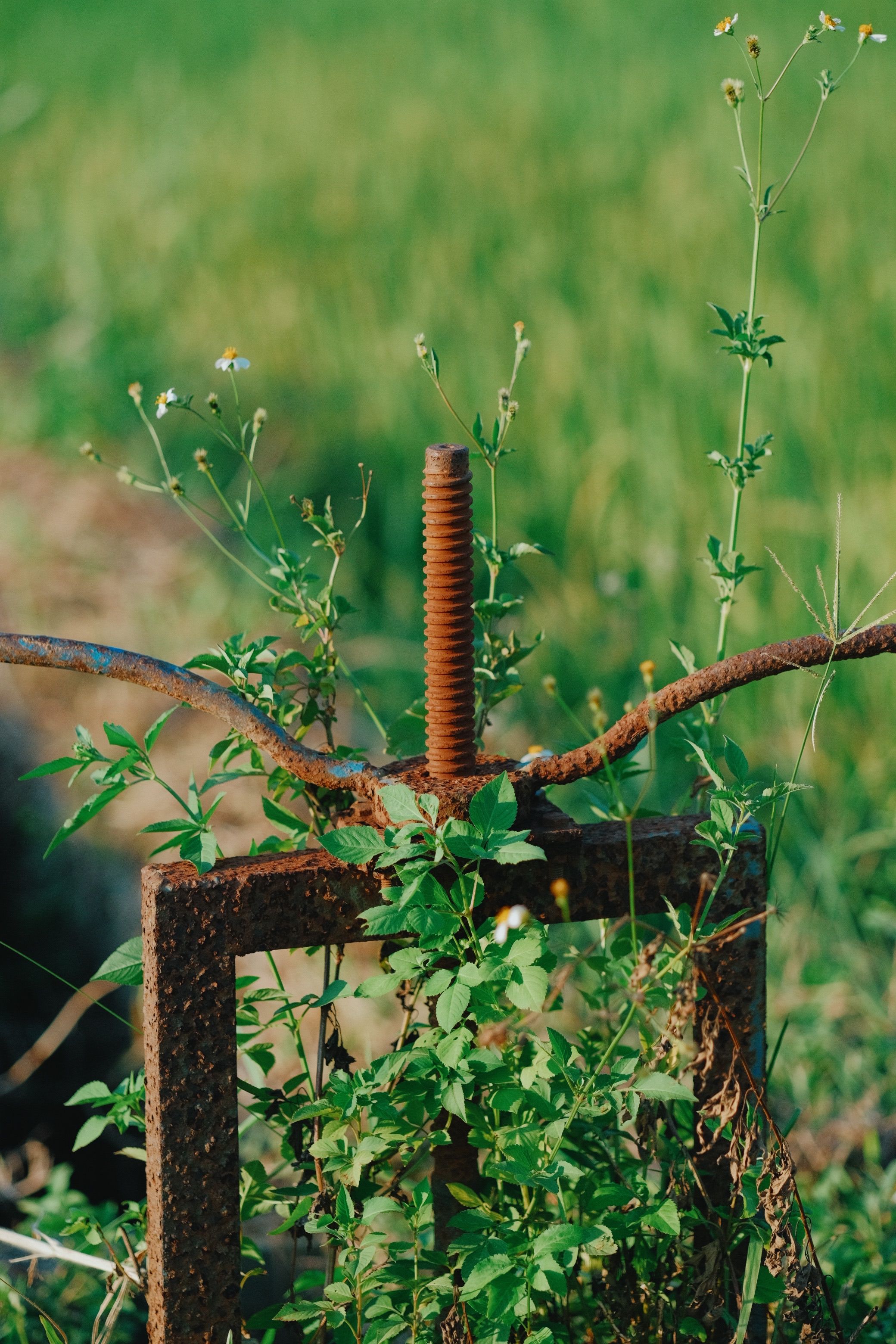 Rusty Metal and Wild Plants in Green Field · Free Stock Photo