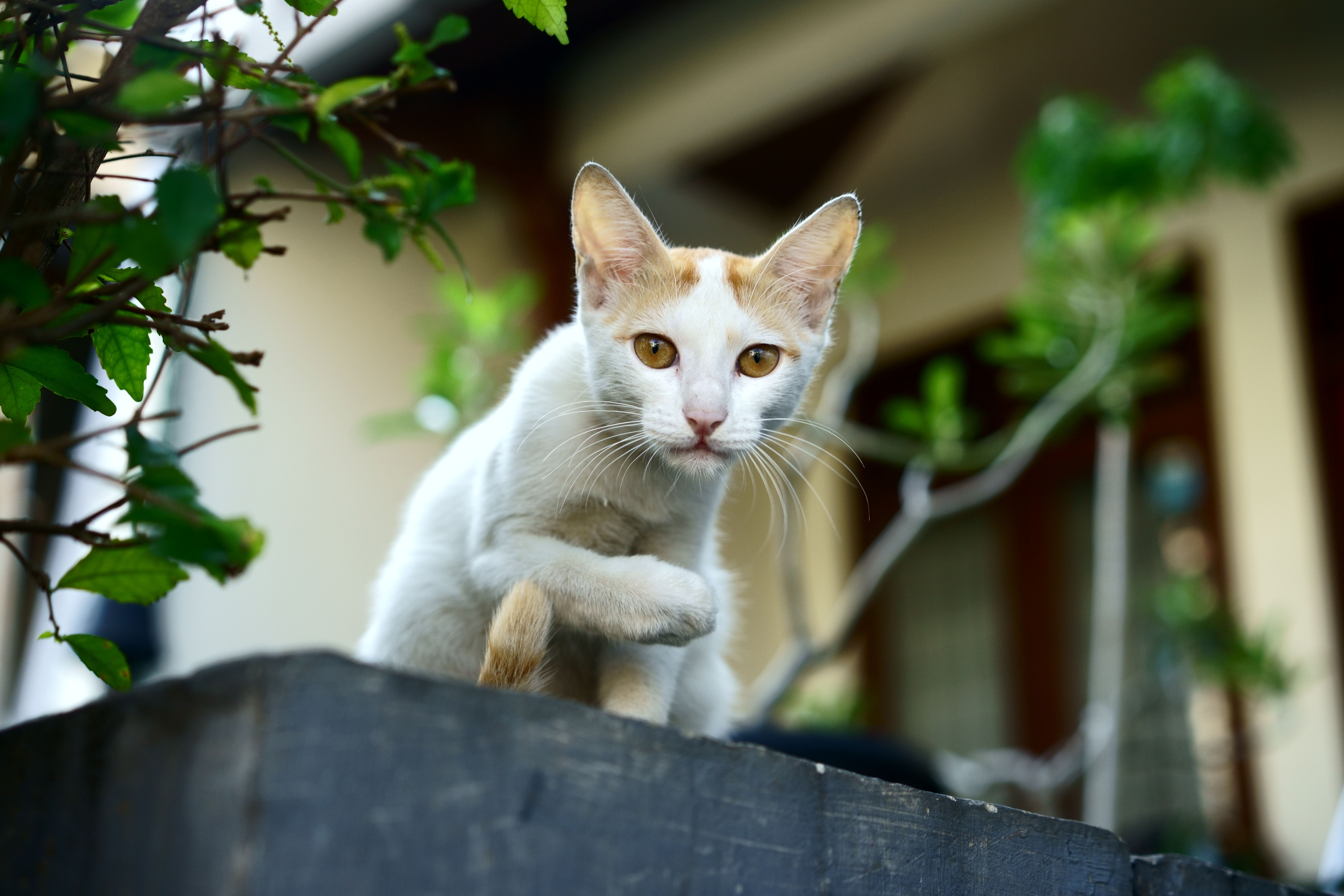 A cat undergoing diagnostic blood testing at a veterinary clinic