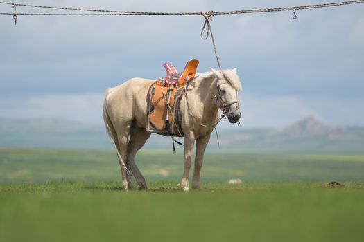 Horse 