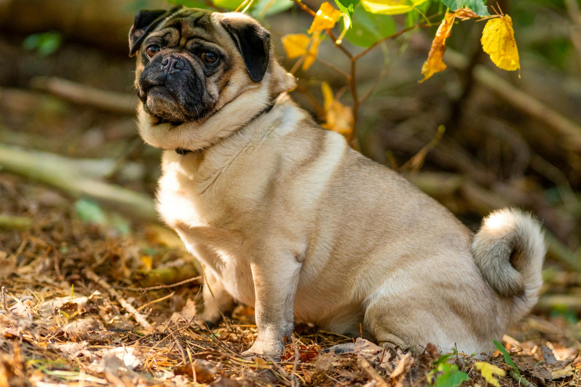 Adorable Pug Enjoying a Sunny Day in Nature