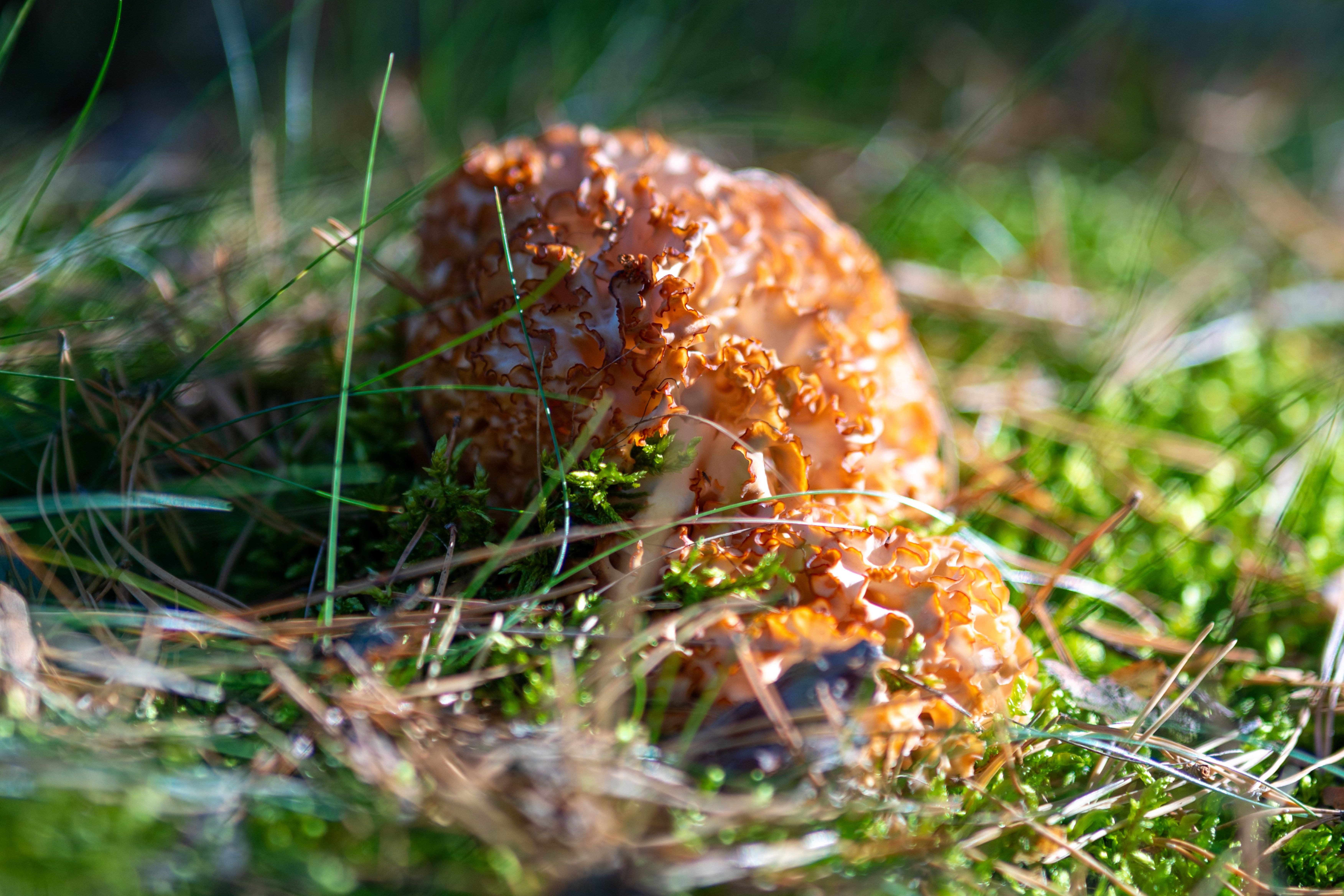 Gros Plan D'un Champignon De Corail Dans Un Cadre Forestier Luxuriant