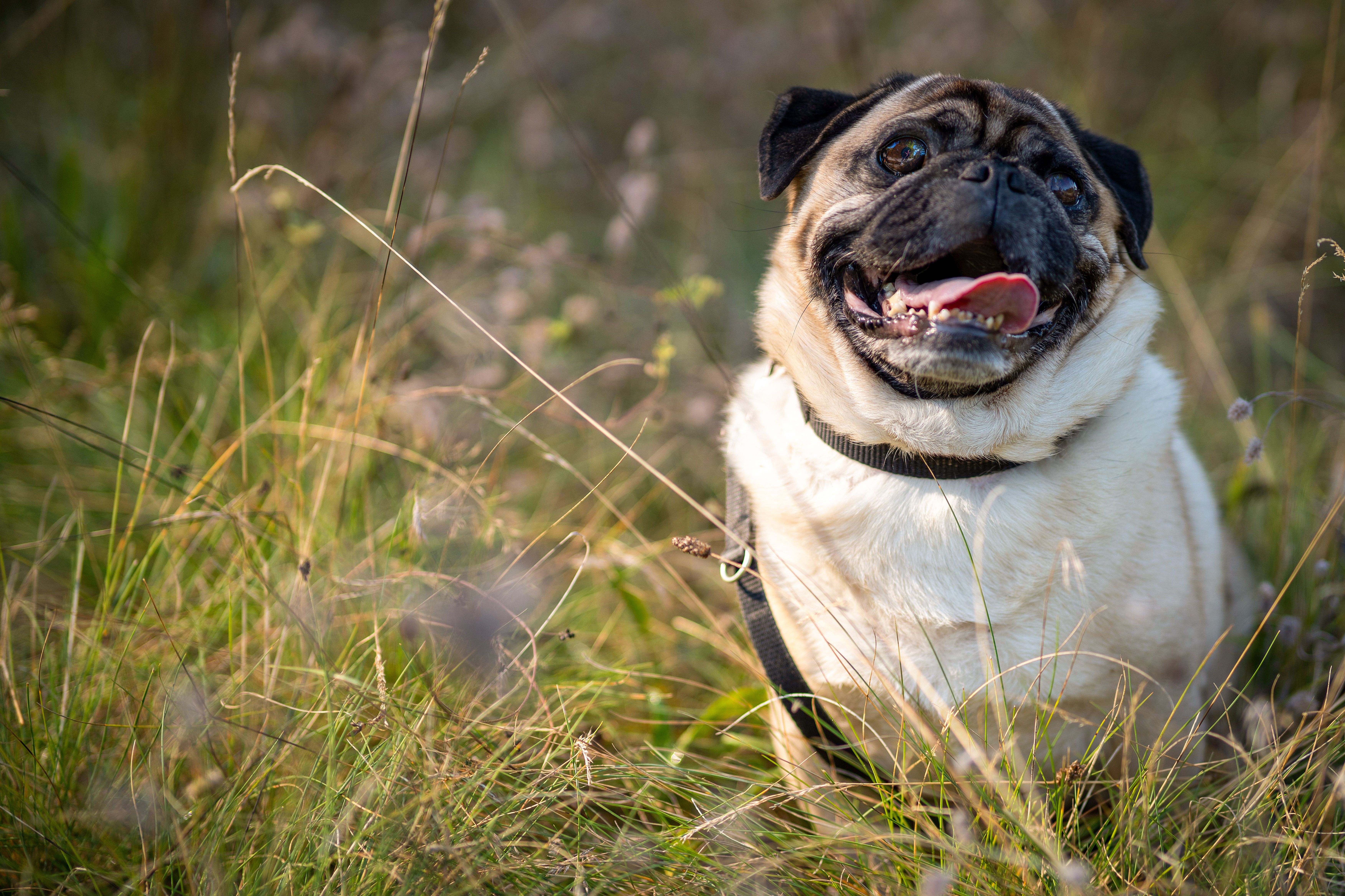 Adorable Pug Enjoying Outdoors in Summer · Free Stock Photo