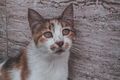 cute cat