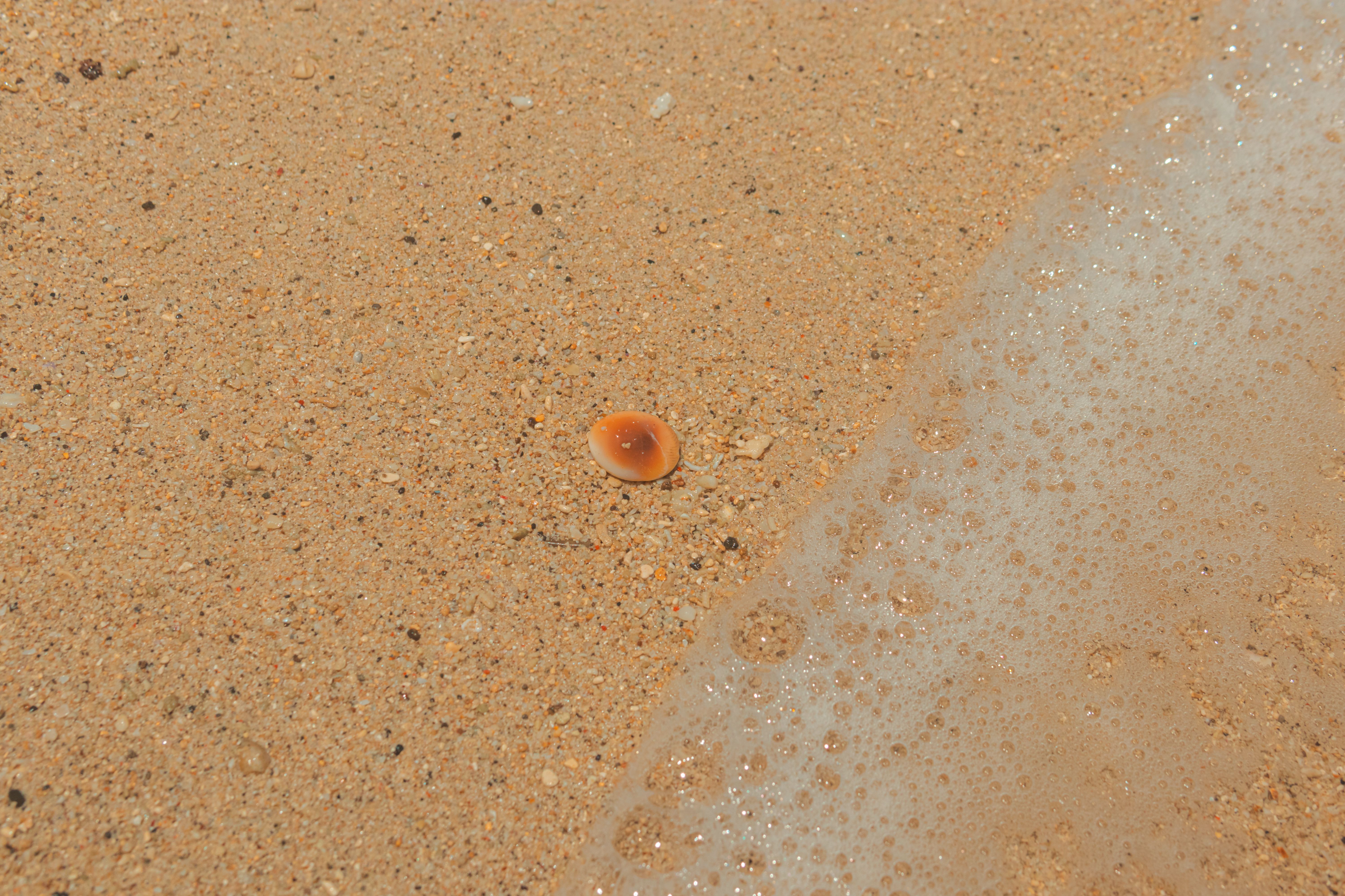 How to Clean Seashells With Vinegar? - Chef's Resource