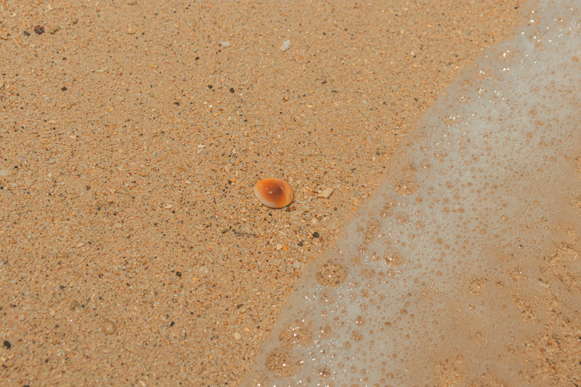 Gleaning Seashell How to Clean Seashells With Vinegar? - Chef's Resource