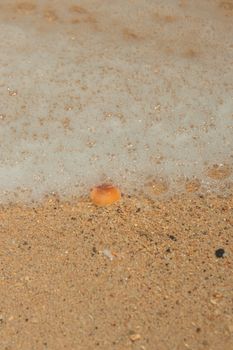 starfish photo