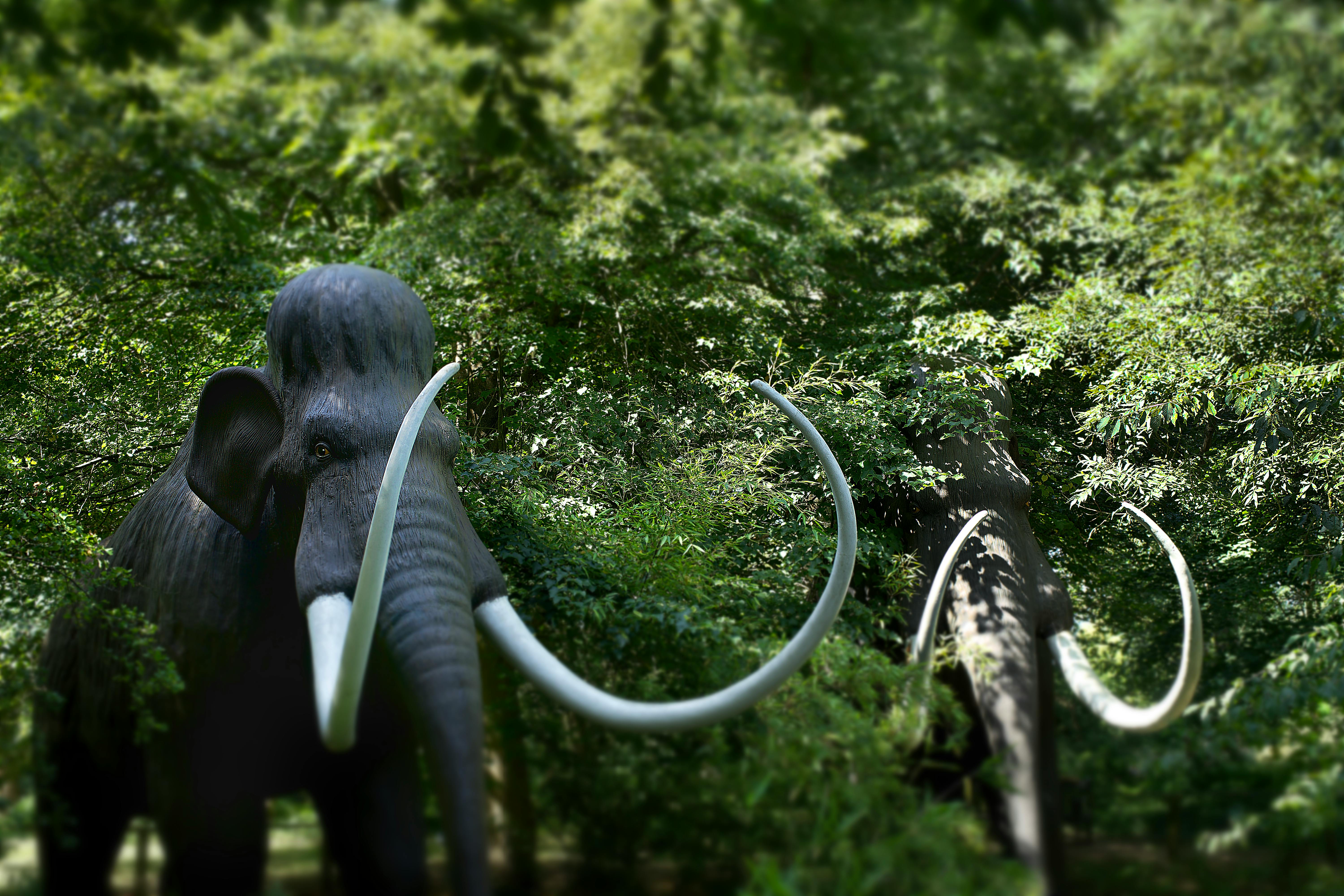 Free stock photo of extinct, Mammuthus Primigenius, Woolly Mammoth