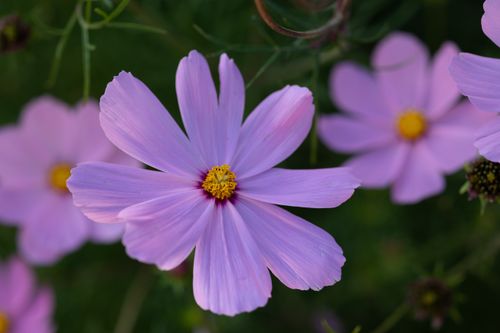 Free A beautiful close-up image of pink cosmos flowers in full bloom with lush green background. Stock Photo