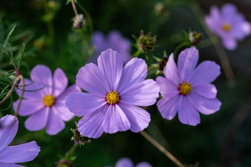 Free Close-up of purple cosmos flowers with yellow centers in a lush green garden. Stock Photo