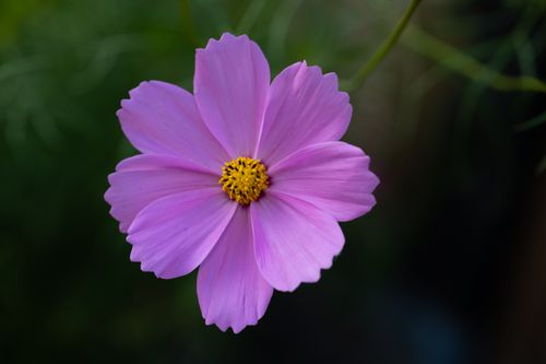 Free A stunning purple Cosmos flower in full bloom, captured with precision. Stock Photo