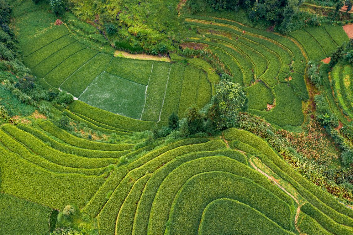 Stunning Aerial View of Lush Terraced Fields · Free Stock Photo