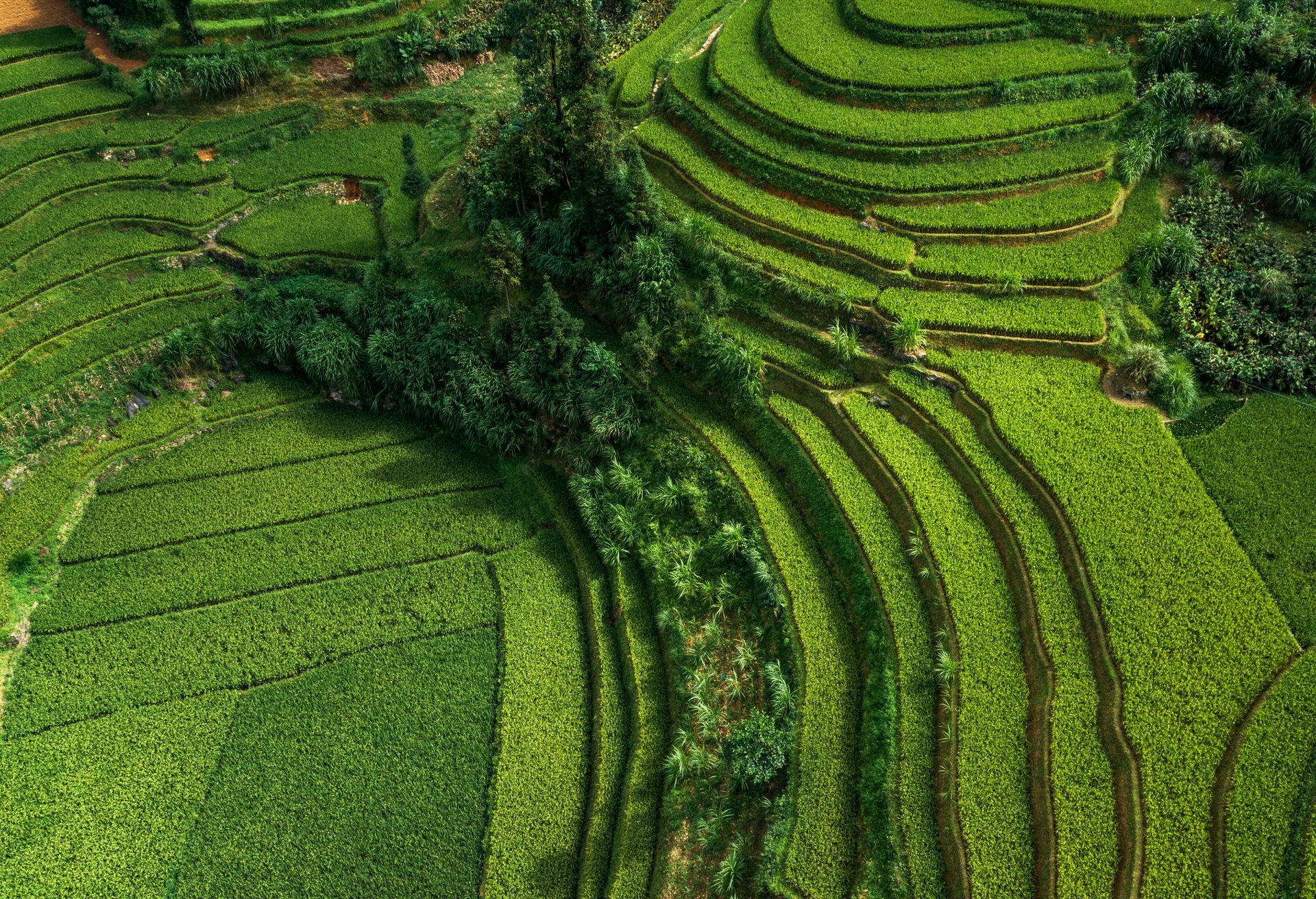 Lush green terraced rice fields